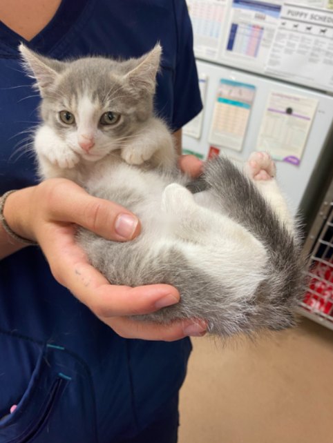 Vet tech cradling a gray and white kitten