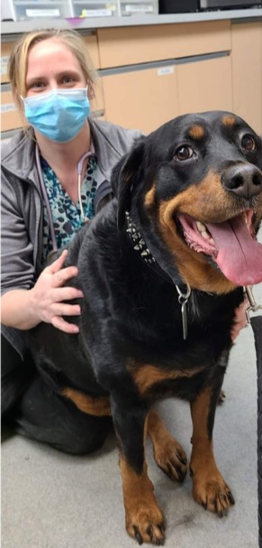 Masked vet tech kneeling beside a happy Rottweiler
