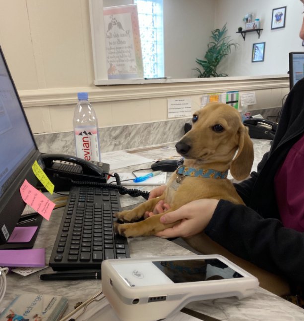 A dachshund helping out at the front desk keyboard