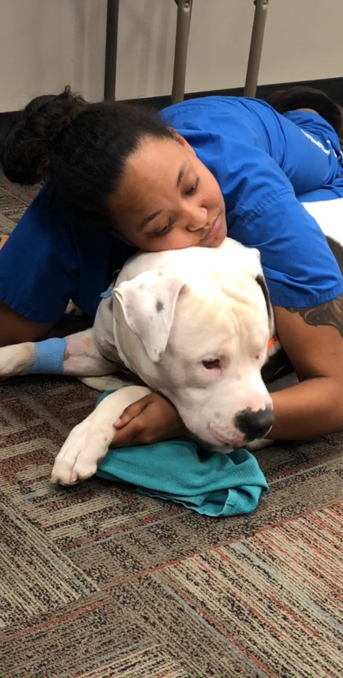 Vet tech lying on the floor, resting her head on a white dog with a bandaged leg