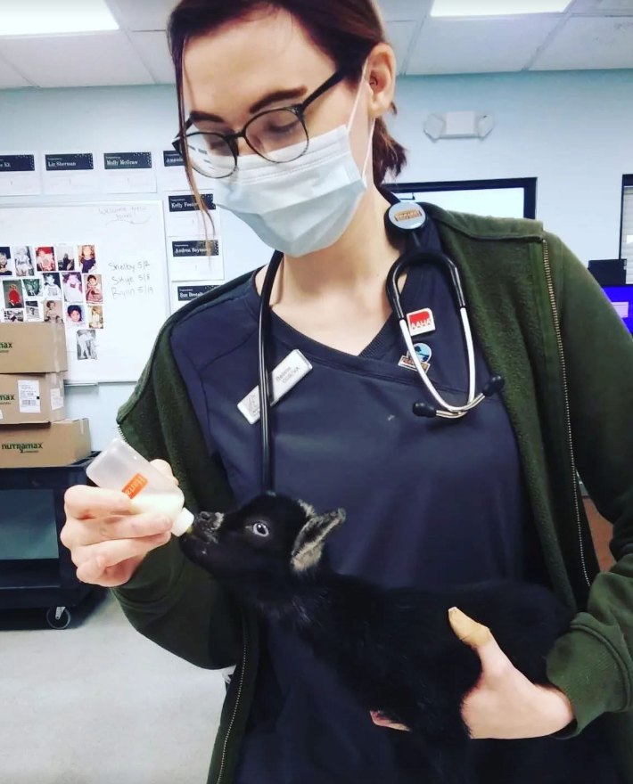 Vet tech bottle-feeding a baby goat