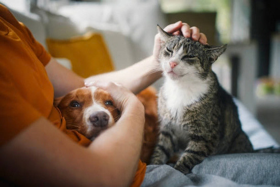 A dog and a cat resting together while being petted