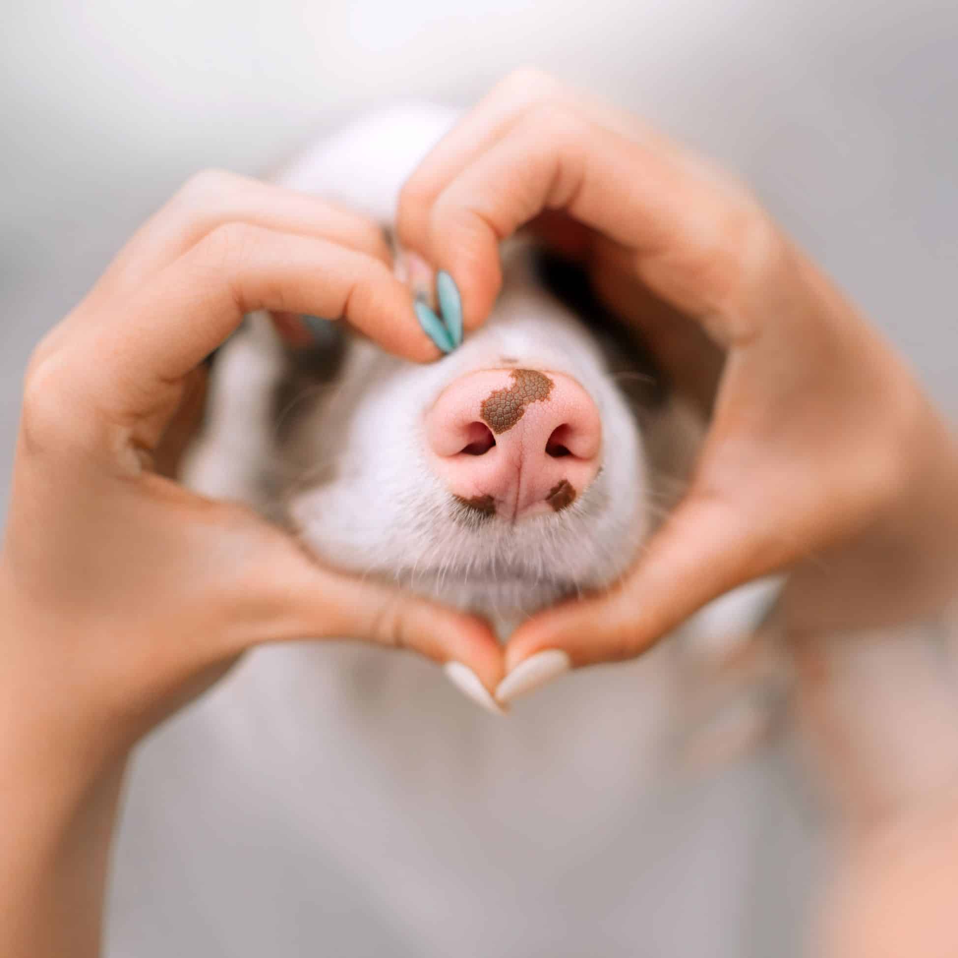 A pet’s pink snout framed by two hands making a heart shape